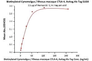 ELISA image for Cytotoxic T-Lymphocyte-Associated Protein 4 (CTLA4) (AA 37-160) (Active) protein (His tag,AVI tag,Biotin) (ABIN2180929)
