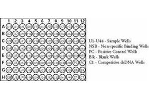 ELISA image for Nuclear Factor-kB p65 (NFkBP65) ELISA Kit (ABIN965407) (NF-kB p65 ELISA 试剂盒)