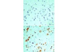Image no. 1 for anti-Toll-Like Receptor 5 (TLR5) (AA 700-800) antibody (ABIN208231) (TLR5 抗体  (AA 700-800))