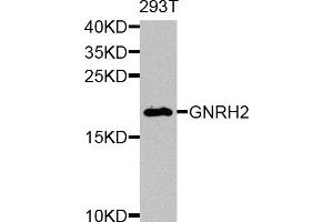 Western blot analysis of extracts of 293T cells, using GNRH2 antibody (ABIN5974680) at 1/1000 dilution. (GnRH2 抗体)