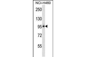 Western blot analysis in NCI-H460 cell line lysates (35ug/lane). (Integrin beta 5 抗体  (N-Term))