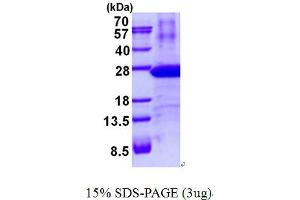 Image no. 1 for Proteasome (Prosome, Macropain) Subunit, beta Type, 8 (Large Multifunctional Peptidase 7) (PSMB8) protein (His tag) (ABIN1098710) (PSMB8 Protein (His tag))