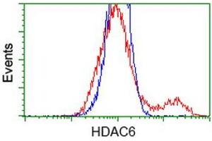 HEK293T cells transfected with either RC209649 overexpress plasmid (Red) or empty vector control plasmid (Blue) were immunostained by anti-HDAC6 antibody (ABIN2454043), and then analyzed by flow cytometry. (HDAC6 抗体)