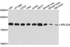Western blot analysis of extracts of various cell lines, using RPL23A antibody (ABIN1874646) at 1:1000 dilution. (RPL23A 抗体)