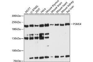 Western blot analysis of extracts of various cell lines, using PSME4 antibody  at 1:3000 dilution. (PSME4 抗体  (AA 1634-1843))