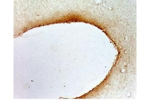 Rat hypothalamus tissue was stained by anti-AQ-27 (401-433) (Mouse) Serum at 1:50 (QRFPR 抗体  (AA 401-433))