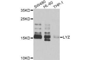 Western blot analysis of extracts of various cell lines, using LYZ Antibody (ABIN5975352) at 1/1000 dilution. (LYZ 抗体)