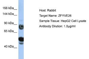 Host: Rabbit Target Name: ZFYVE26 Sample Type: HepG2 Whole Cell lysates Antibody Dilution: 1. (ZFYVE26 抗体  (N-Term))