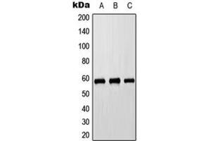 Western blot analysis of Cytochrome P450 8B1 expression in HEK293T (A), Raw264. (CYP8B1 抗体  (Center))