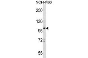 Western blot analysis in NCI-H460 cell line lysates (35ug/lane) using PTPN22  Antibody (C-term). (PTPN22 抗体  (C-Term))