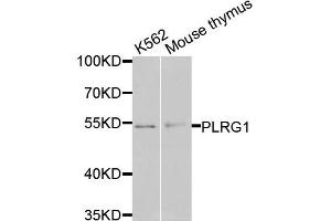 Western blot analysis of extracts of various cells, using PLRG1 antibody. (PLRG1 抗体)