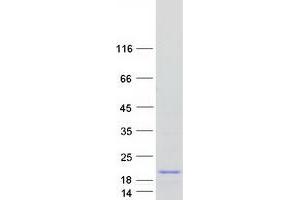 Western Blotting (WB) image for ATPase, H+ Transporting, Lysosomal 13kDa, V1 Subunit G3 (ATP6V1G3) (Transcript Variant 1) protein (Myc-DYKDDDDK Tag) (ABIN2715063)