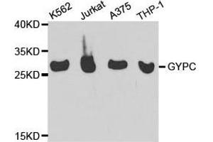 Western Blotting (WB) image for anti-Glycophorin C (GYPC) antibody (ABIN1872924) (CD236/GYPC 抗体)