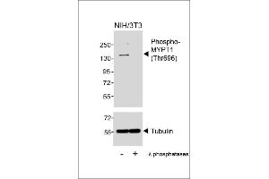 Western blot analysis of lysates from NIH/3T3 cell line, untreated or treated with λ phosphatases, 30 min, using Phospho-MYPT1 (Thr696) Antibody (upper) or Tubulin (lower). (PPP1R12A 抗体  (pThr696))