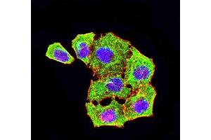 Immunofluorescence analysis of Hela cells using ATG4A mouse mAb (green). (ATG4A 抗体  (AA 258-398))