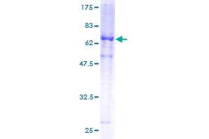 DUSP6 Protein (AA 1-381) (GST tag)