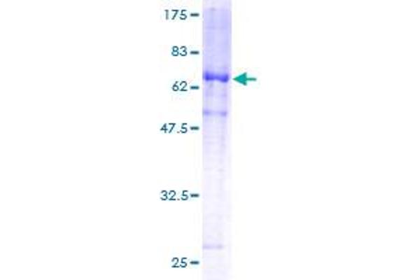 DUSP6 Protein (AA 1-381) (GST tag)