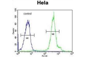 Flow cytometric analysis of Hela cells using FUS Antibody (C-term) Cat. (FUS 抗体  (C-Term))