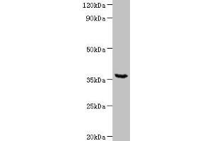 Western blot All lanes: WD repeat-containing protein 54 at 2 μg/mL + Mouse stomach tissue Secondary Goat polyclonal to rabbit IgG at 1/10000 dilution Predicted band size: 36 kDa Observed band size: 36 kDa (WDR54 抗体  (AA 1-334))