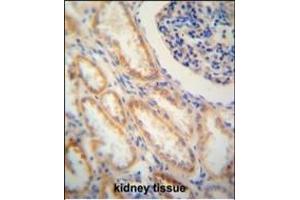 SHISA2 antibody (C-term) (ABIN652141 and ABIN2840562) immunohistochemistry analysis in formalin fixed and paraffin embedded human kidney tissue followed by peroxidase conjugation of the secondary antibody and DAB staining. (SHISA2 抗体  (C-Term))