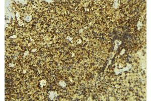 ABIN6276911 at 1/100 staining Mouse pancreas tissue by IHC-P. (NR0B2 抗体  (Internal Region))