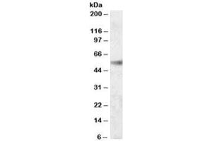 Western blot testing of human kidney lysate with SH2D4A antibody at 0. (SH2D4A 抗体)