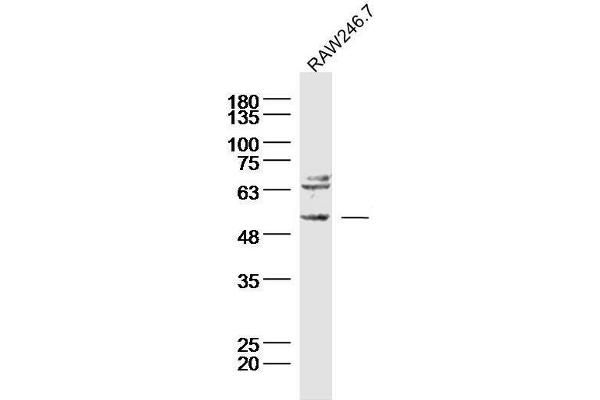 TACR3 抗体  (AA 151-250)