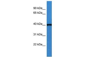 WB Suggested Anti-ASNA1  Antibody Titration: 0. (ASNA1 抗体  (C-Term))