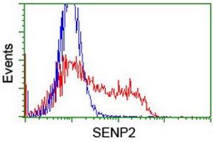 Image no. 2 for anti-SUMO1/sentrin/SMT3 Specific Peptidase 2 (SENP2) (AA 139-523) antibody (ABIN1490929) (SENP2 抗体  (AA 139-523))