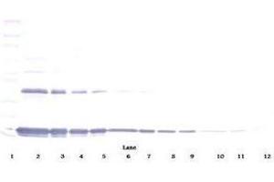 Image no. 1 for anti-Interleukin 1 alpha (IL1A) antibody (ABIN465408) (IL1A 抗体)