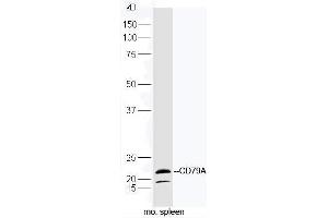 Mouse spleen lysates probed with Rabbit Anti-CD79A Polyclonal Antibody, Unconjugated (ABIN2559655) at 1:300 in 4˚C. (CD79a 抗体  (AA 101-226))