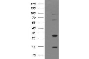 Image no. 2 for anti-Tripartite Motif Containing 38 (TRIM38) (AA 1-265) antibody (ABIN1490686) (TRIM38 抗体  (AA 1-265))