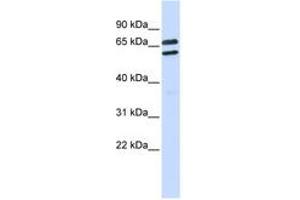 Image no. 1 for anti-Tripartite Motif Family-Like 1 (TRIML1) (AA 360-409) antibody (ABIN6743179) (TRIML1 抗体  (AA 360-409))