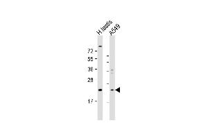 All lanes : Anti-HSPB9 Antibody (Center) at 1:1000 dilution Lane 1: human testis lysate Lane 2: A549 whole cell lysate Lysates/proteins at 20 μg per lane. (HSPB9 抗体  (AA 70-96))