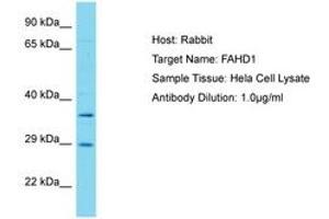 FAHD1 antibody  (AA 87-136)