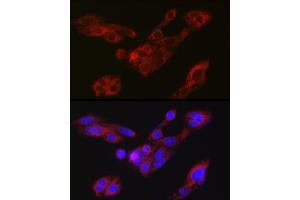 Immunofluorescence analysis of HepG2 cells using A Rabbit pAb (ABIN7265712) at dilution of 1:150 (40x lens). (ATG9A 抗体  (AA 180-290))