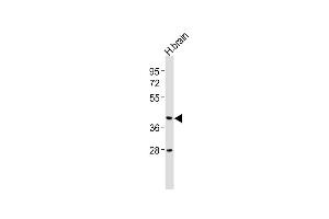 Anti-CNR2 Antibody (N-term) at 1:2000 dilution + human brain lysates Lysates/proteins at 20 μg per lane. (CNR2 抗体  (N-Term))