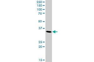 CDK5 MaxPab rabbit polyclonal antibody. (CDK5 抗体  (AA 1-292))