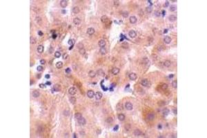 Immunohistochemistry of Bfl-1 in mouse kidney tissue with Bfl-1 antibody at 10 μg/ml. (BCL2A1 抗体  (C-Term))