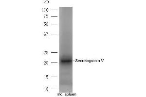 Mouse spleen lysate probed with Rabbit Anti-Secretogranin-5 Polyclonal Antibody, Unconjugated (ABIN2559679) at 1:300 in 4˚C. (SCG5 抗体  (AA 1-100))