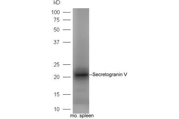 SCG5 抗体  (AA 1-100)