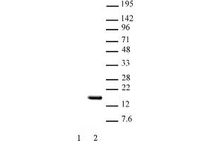 Histone H2B acetyl Lys15 pAb tested by Western blot. (Histone H2B 抗体  (acLys15))