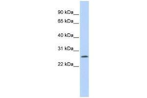 LOC391764 antibody used at 0. (LOC391764 (Middle Region) 抗体)
