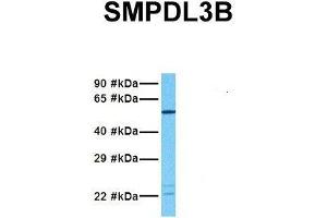 Host:  Rabbit  Target Name:  SMPDL3B  Sample Tissue:  Human Fetal Lung  Antibody Dilution:  1. (SMPDL3B 抗体  (N-Term))