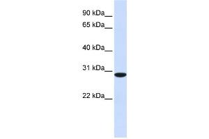 Western Blotting (WB) image for anti-Replication Protein A4, 30kDa (RPA4) antibody (ABIN2459835) (RPA4 抗体)