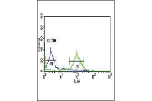 DCI Antibody (C-term) (ABIN652716 and ABIN2842474) flow cytometric analysis of MCF-7 cells (right histogram) compared to a negative control cell (left histogram). (DCI 抗体  (C-Term))
