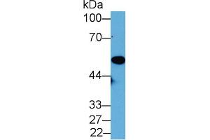 Western Blot; Sample: Mouse Placenta lysate; Primary Ab: 2µg/mL Rabbit Anti-Mouse NNE Antibody Second Ab: 0. (ENO1 抗体  (AA 1-434))