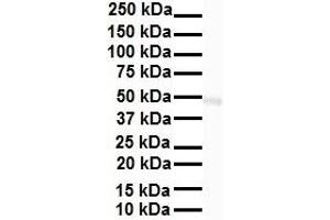 Western Blotting (WB) image for anti-GA Binding Protein Transcription Factor, alpha Subunit 60kDa (GABPA) (N-Term) antibody (ABIN2777222)