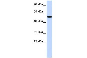 WB Suggested Anti-RIPK2 Antibody Titration:  0. (RIPK2 抗体  (Middle Region))