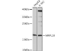 Western blot analysis of extracts of various cell lines, using MRPL18 Rabbit pAb (ABIN7268560) at 1:1000 dilution. (MRPL18 抗体  (AA 1-92))
